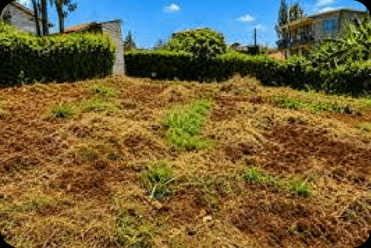 Cleared residential land plot bordered by hedges